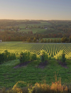 Gaspereau Vineyards