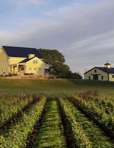 Mercator vines and estate
