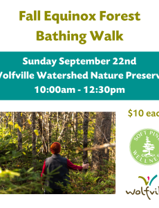 Poster reads: Fall Equinox Forest Bathing Walk. Sunday September 22nd. Wolfville Watershed Nature Preserve. 10:00am - 12:30pm. $10 each. A photo of a person standing in a forest touching a tree is pictured. Soft Pine Wellness and Wolfville Blooms logos are also pictured. 